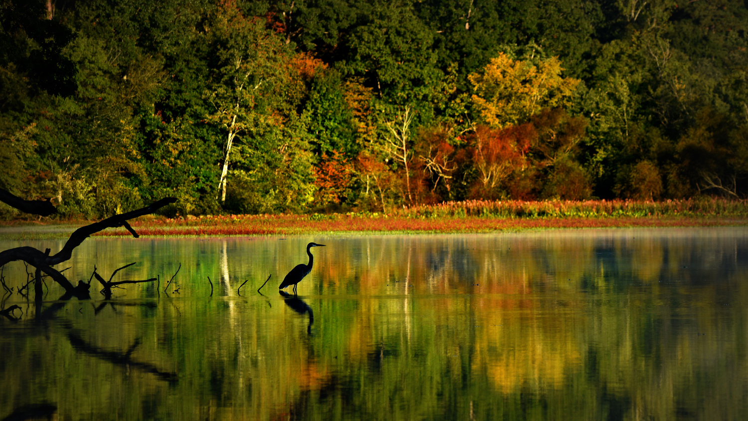 A heron awaits an early breakfast at Lake Raleigh.