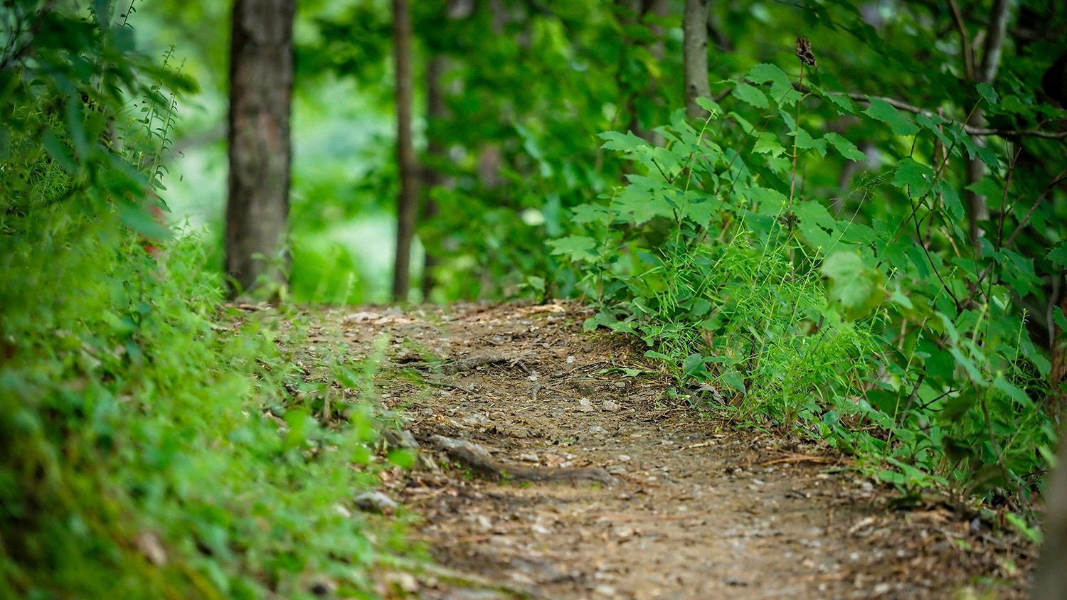 A dirt trail surrounded by greenery in Lake Raleigh Woods.