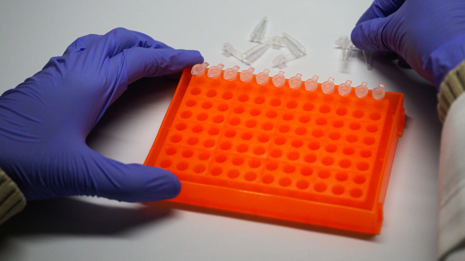 Purple-gloved hands get to work on testing samples in the lab.